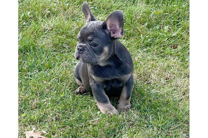 Fluffy Frenchies puppies image 8