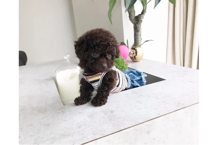 $600 : POODLE'S VAN image 1