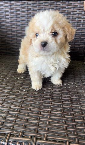 $450 : Perritos Maltipoo image 1