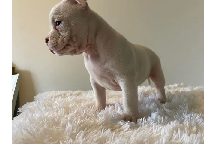 $350 : cachorros matones image 2