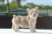 French bulldogs en Atlanta