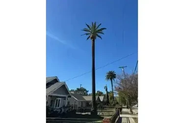 SERVICIO COMPLETO DE ÁRBOLES en Los Angeles