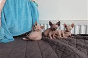 Sphynx kittens for adoption.