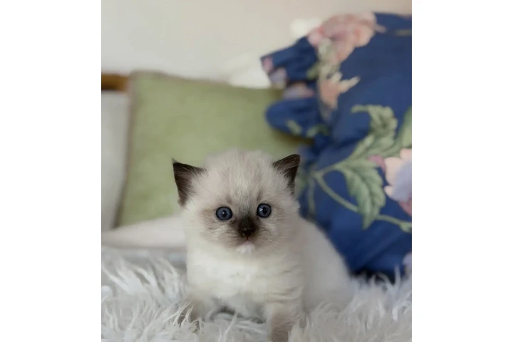 $400 : Gatitos Ragdoll Azules image 2