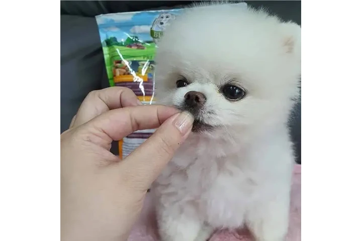 $350 : cachorros de Pomerania image 3