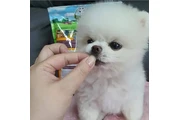$350 : cachorros de Pomerania thumbnail