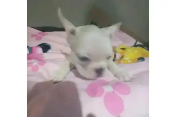 :  🐶 ¡PERRITOS EN VENTA! 🐾 image 4