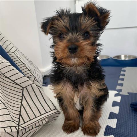 $360 : Social Yorkshire terrier puppy image 1