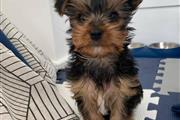 Social Yorkshire terrier puppy