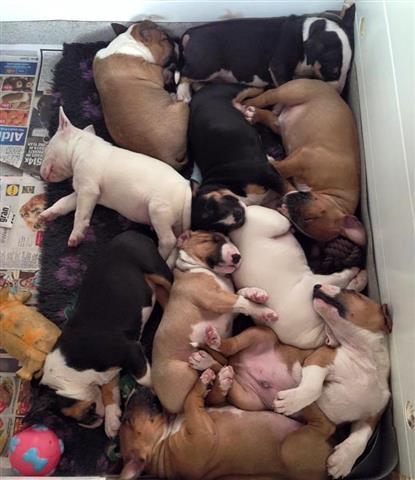 $700 : English Bull Terrier puppies image 1