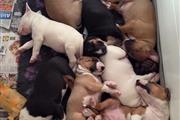 $700 : English Bull Terrier puppies thumbnail