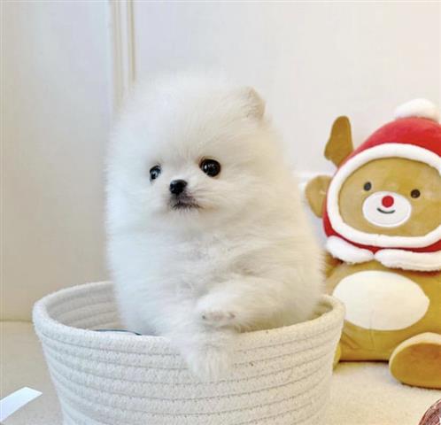 $500 : Teacup Pom Puppies Ready image 1