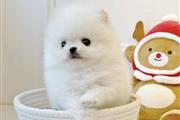 Teacup Pom Puppies Ready en New Orleans