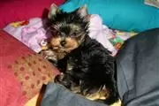 Adopt este yorkies for free