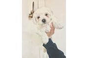 $1600 : Adorable Male Tornjak Puppy thumbnail