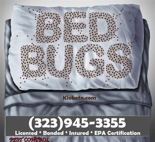 BED BUGS - PEST CONTROL 24/7 image 3