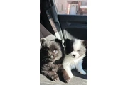 $1200 : Pomeranian thumbnail