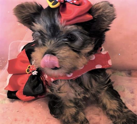 $350 : Lovely yorkie puppy for sale image 2