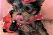 $350 : Lovely yorkie puppy for sale thumbnail