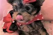 $350 : Lovely yorkie puppy for sale thumbnail