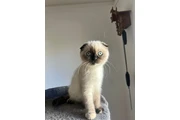 3 Beautiful Scottish Fold Girl en Los Angeles