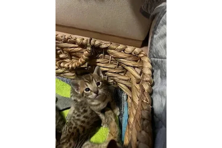 $10 : Gatitos raza savanna 🐱 image 7