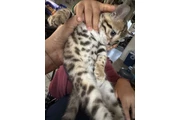 $800 : Bengal gatitos thumbnail