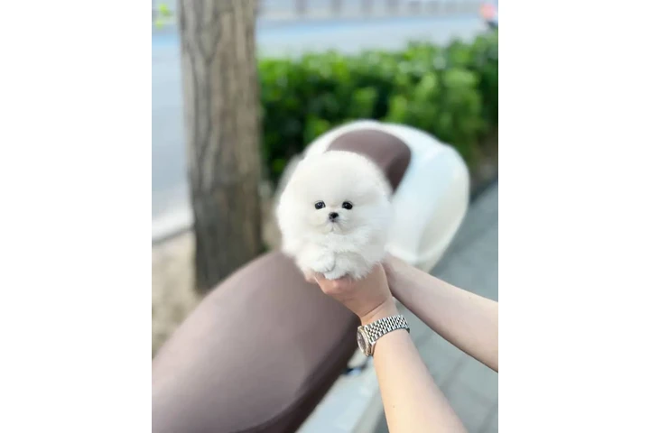 $250 : Pomeranian Chihuahua French image 5