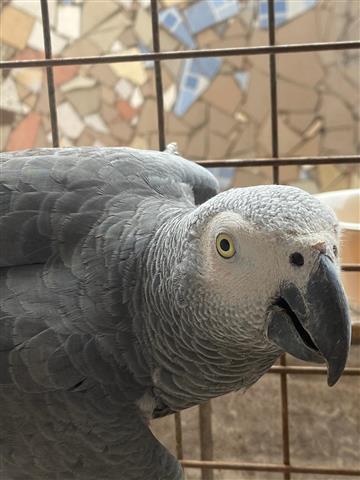 $400 : African Gray And Eggs For Sale image 2