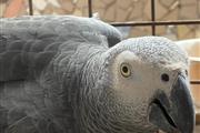 $400 : African Gray And Eggs For Sale thumbnail