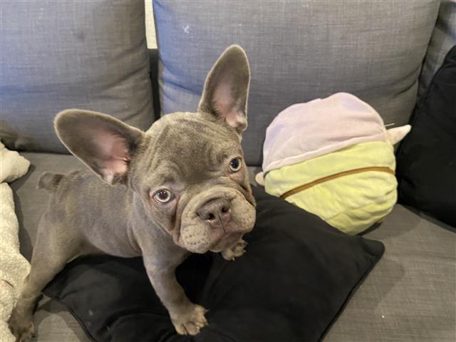 $1600 : French bulldog puppy image 2