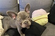 $1600 : French bulldog puppy thumbnail