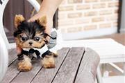 Cute Yorkshire Terrier Puppies en Chicago