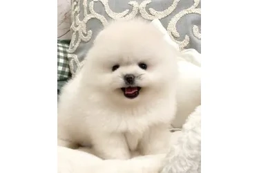 Un pequeño bebe 💕 para ti en Los Angeles
