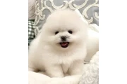 Un pequeño bebe 💕 para ti en Los Angeles