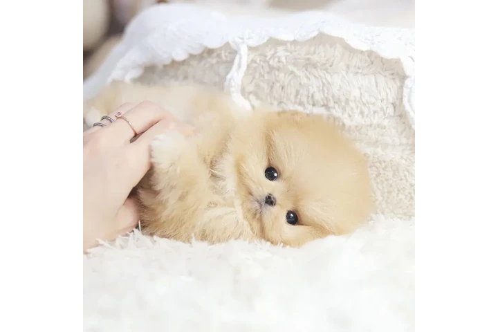 Pomerania en venta image 2
