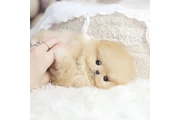 Pomerania en venta thumbnail