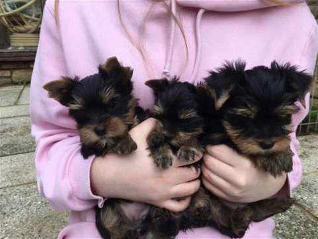 $250 : Cachorros Yorkie Para La Venta image 1