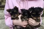 Cachorros Yorkie Para La Venta