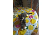 Gatita en adopción en Los Angeles
