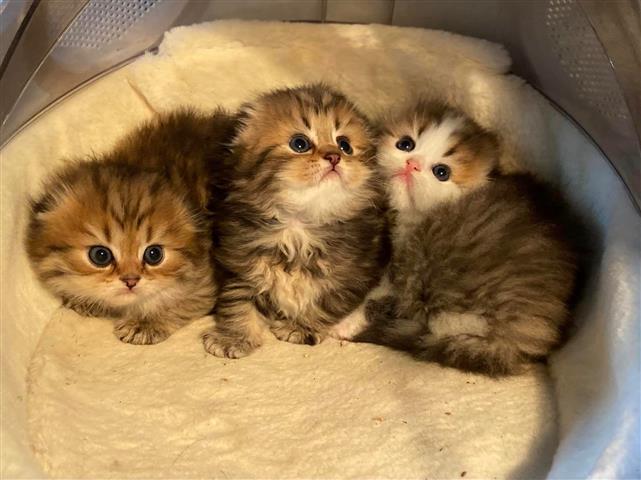 $400 : Capslock kittens image 3