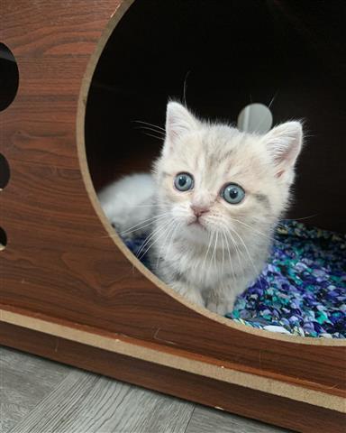 $500 : gatitos buscando nuevos hogare image 6