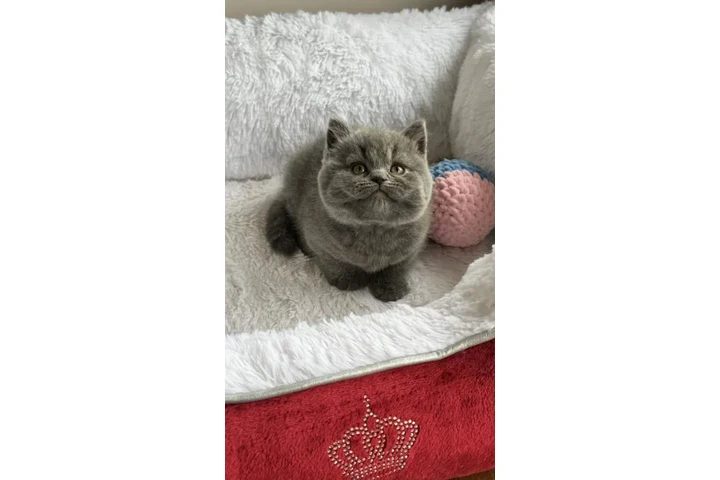 $300 : British shorthair Disponible image 2
