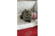 $300 : British shorthair Disponible thumbnail