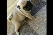 $350 : pug en venta cachorros thumbnail