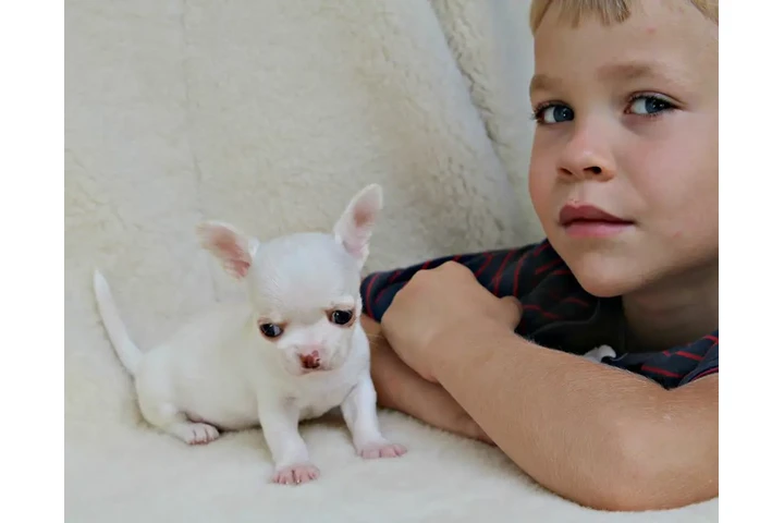 $400 : Cachorros chihuahua en adopció image 4