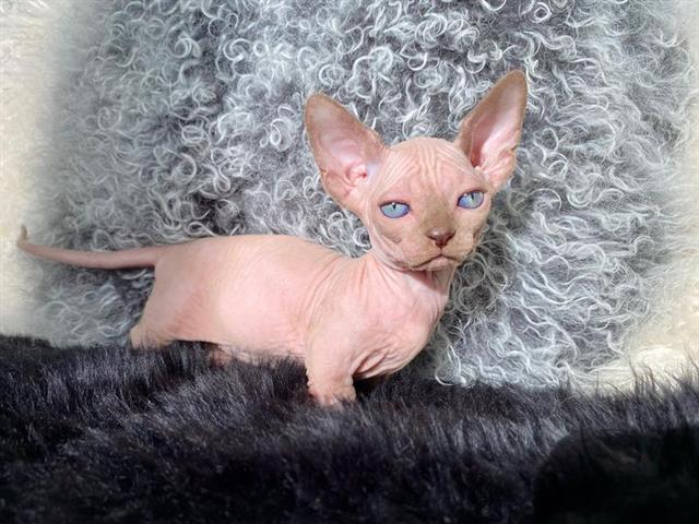 $600 : Male and Female Sphynx kittens image 5