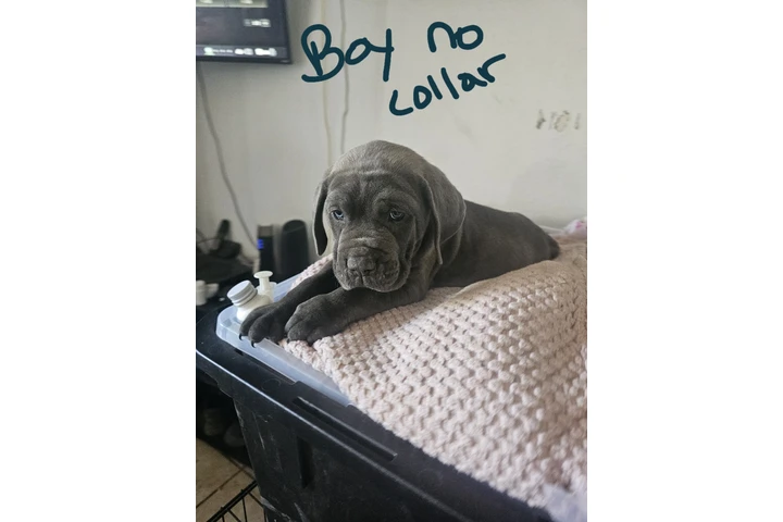 $600 : Cane corso image 6