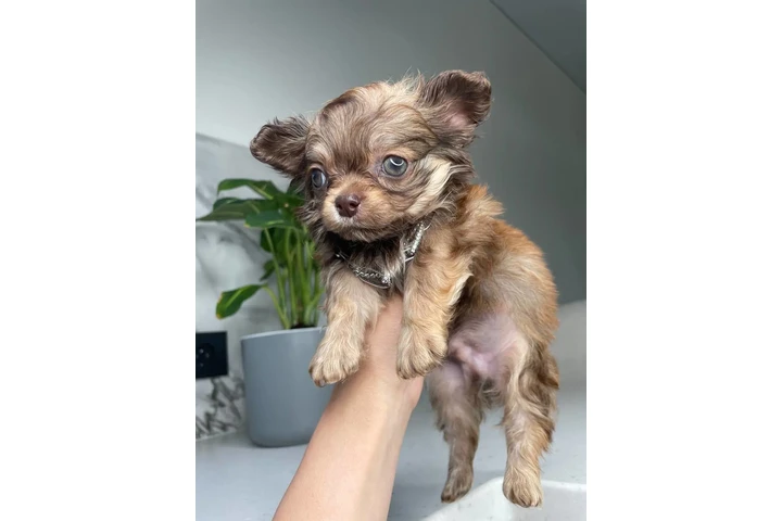 $300 : Teacup Chihuahua puppies image 4