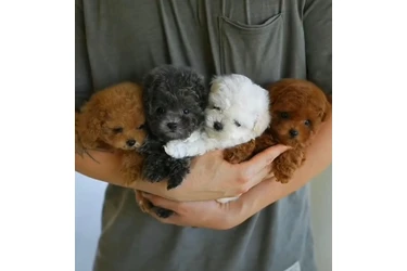 Maltipoo Poodle Cachorros en Orange County